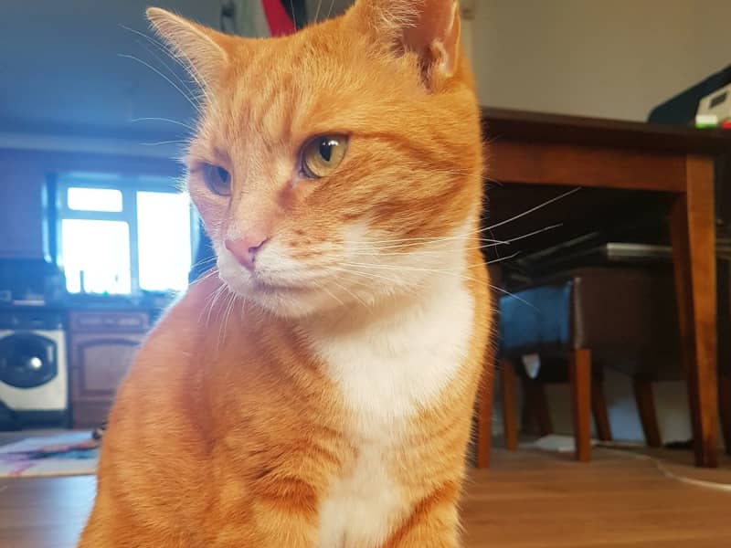 Housesitting assignment in Luton, United Kingdom