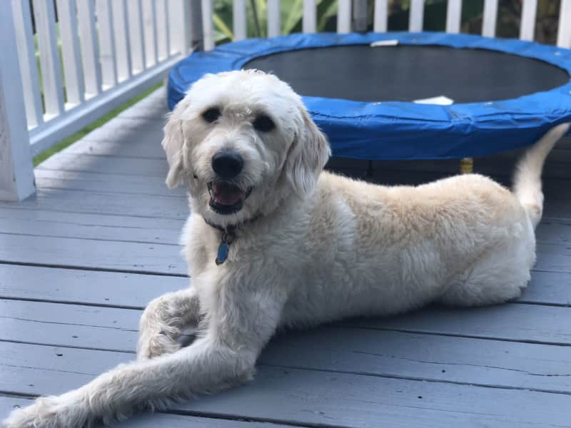 Housesitting assignment in Kailua, Hawaii, United States