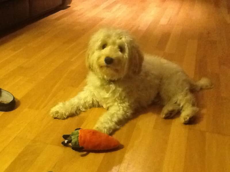 Housesitting assignment in Belfast City Centre, United Kingdom