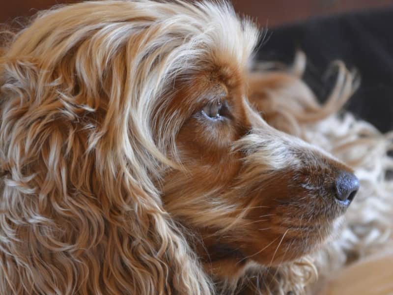 Housesitting assignment in Lignol, France