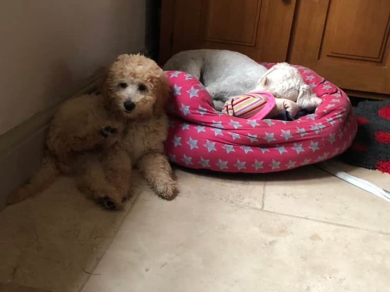 Housesitting assignment in Haresfield, United Kingdom