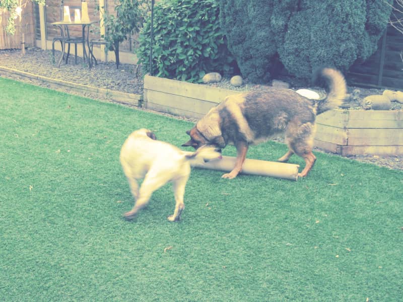 Housesitting assignment in Nottingham, United Kingdom