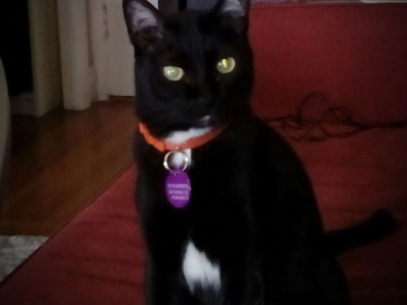 Housesitting assignment in Bangkok, Thailand