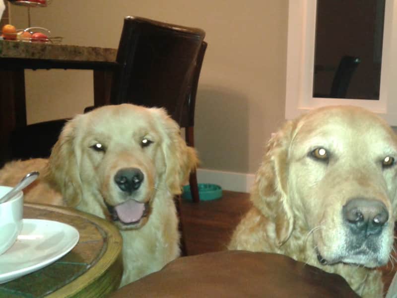 Housesitting assignment in Lethbridge, Alberta, Canada