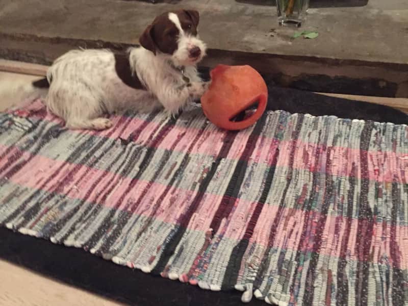 Housesitting assignment in Hay, United Kingdom