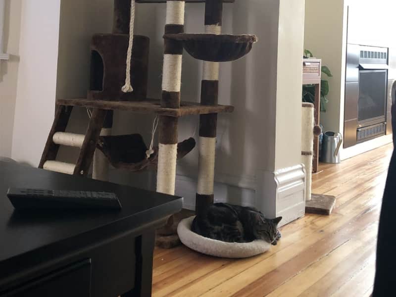 Housesitting assignment in Chicago, Illinois, United States