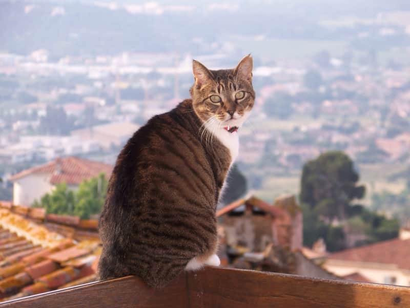Housesitting assignment in Bormes-les-Mimosas, France