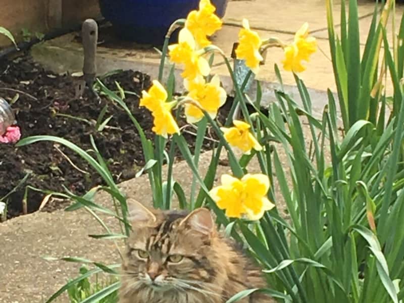 Housesitting assignment in Chingford, United Kingdom
