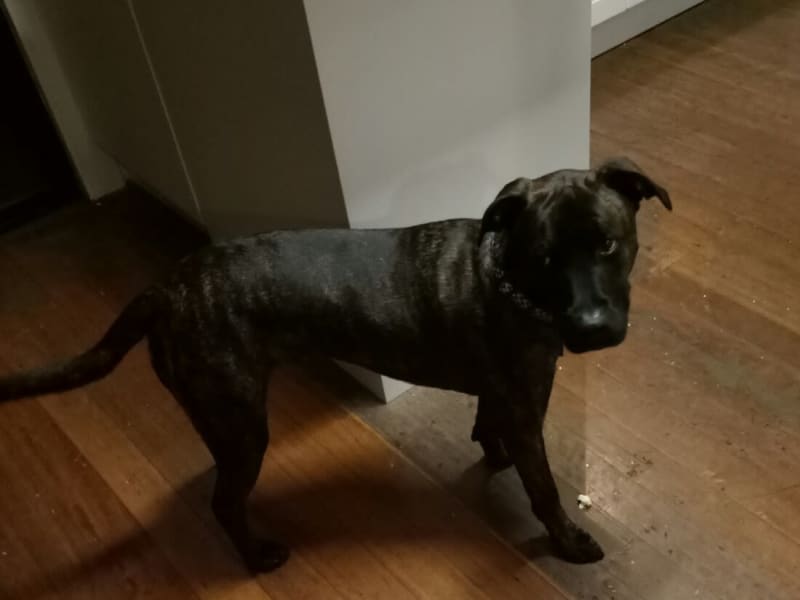 Housesitting assignment in Macksville, New South Wales, Australia
