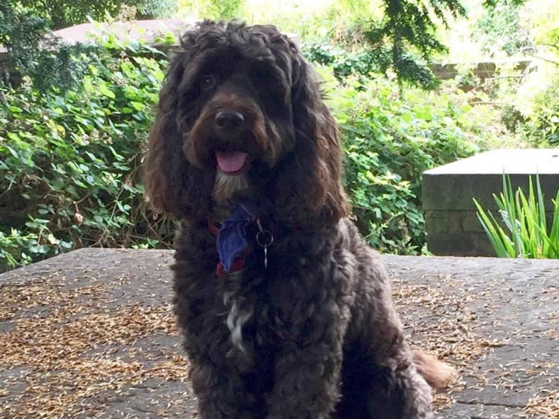 Housesitting assignment in London, United Kingdom