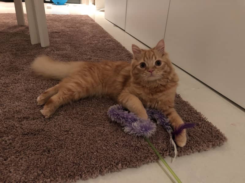 Housesitting assignment in Dubai Marina, United Arab Emirates