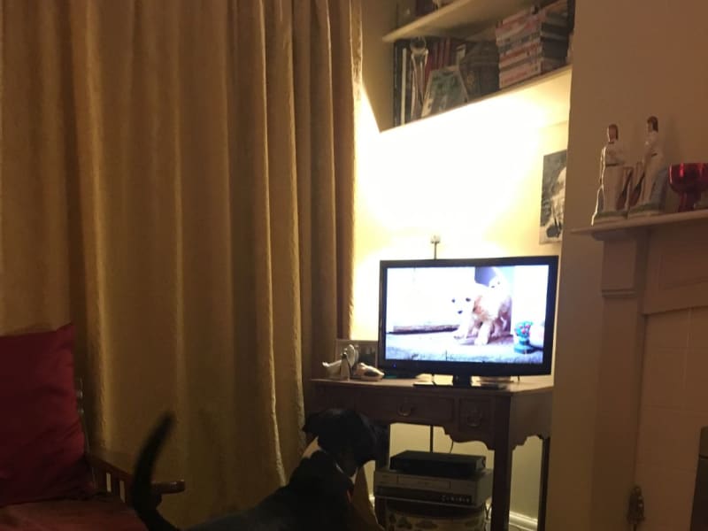 Housesitting assignment in Derby, United Kingdom