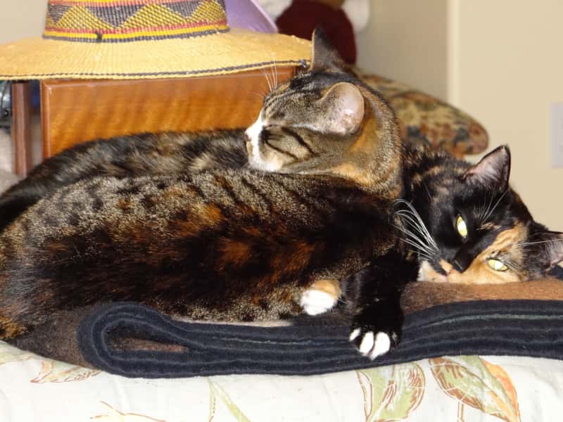 Housesitting assignment in Mount Vernon, Washington, United States