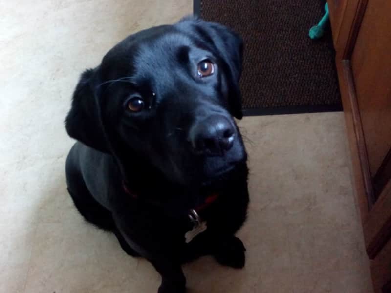 Housesitting assignment in Wolverhampton, United Kingdom