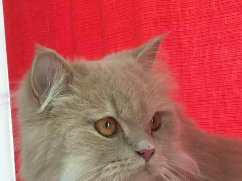 Housesitting assignment in Abu Dhabi, United Arab Emirates