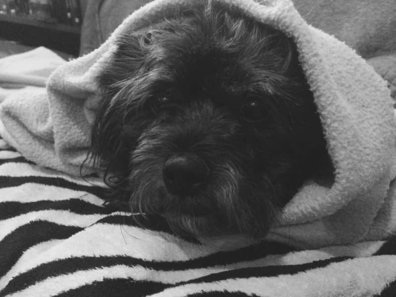 Housesitting assignment in West Moonah, Tasmania, Australia