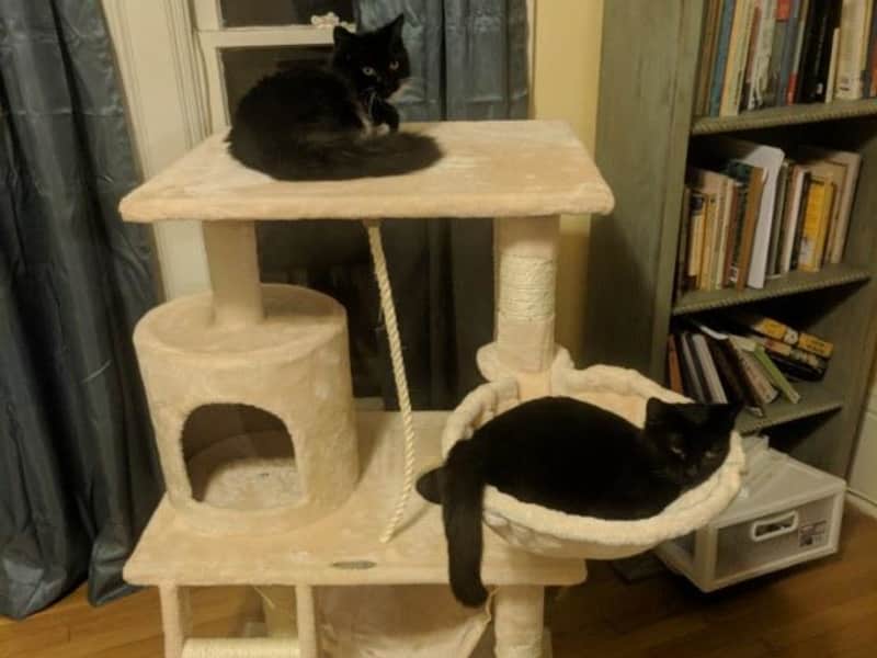 Housesitting assignment in Fresno, California, United States