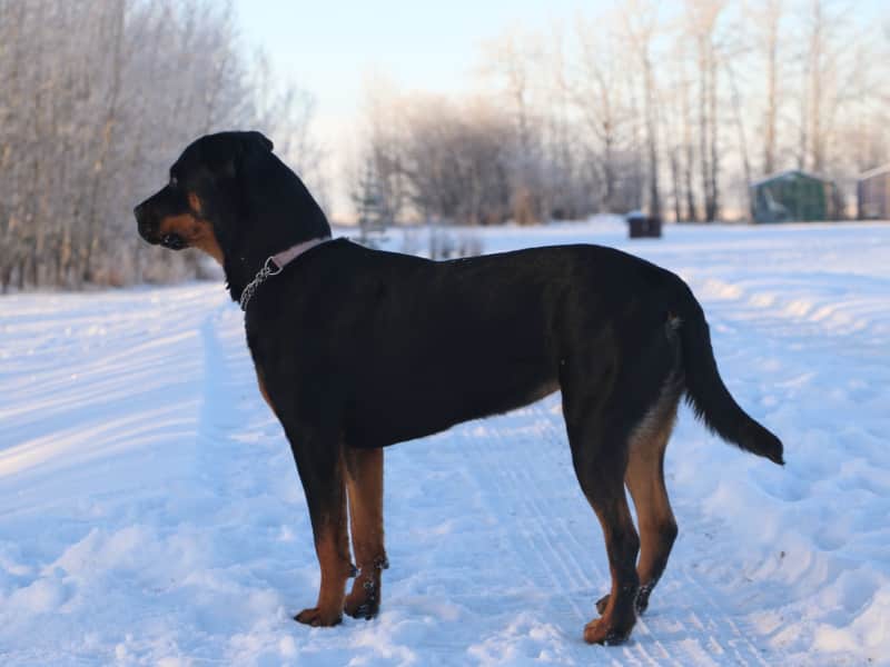 Housesitting assignment in Sexsmith, Alberta, Canada