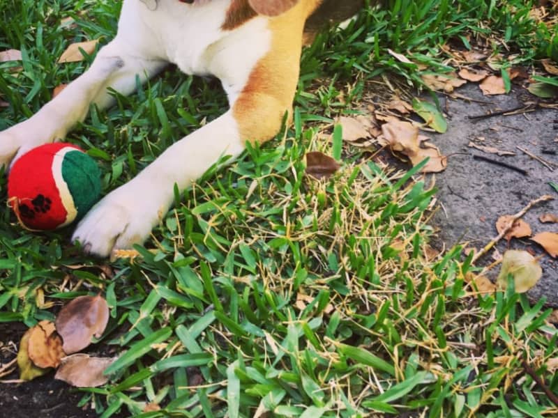 Housesitting assignment in Brisbane, Queensland, Australia