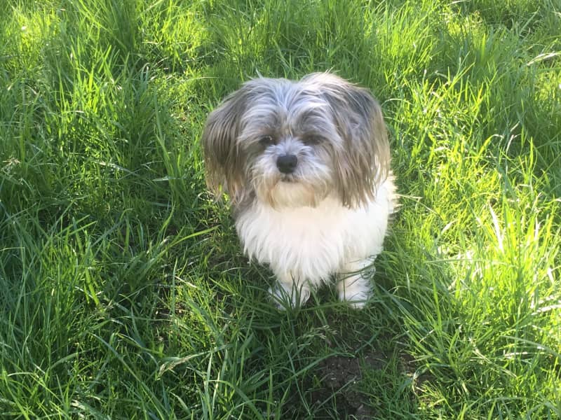 Housesitting assignment in Oak Bay, British Columbia, Canada