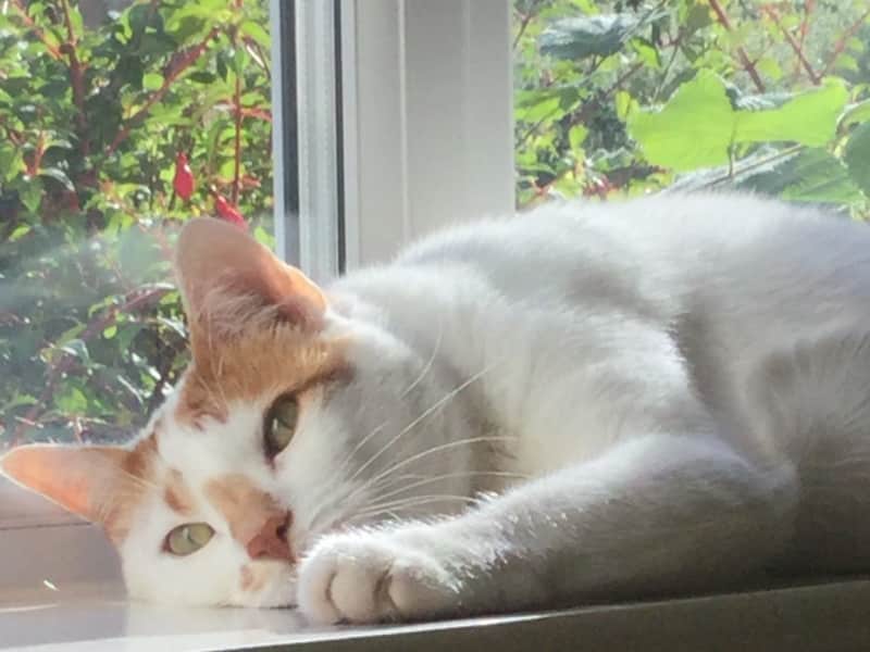 Housesitting assignment in Northwood, United Kingdom