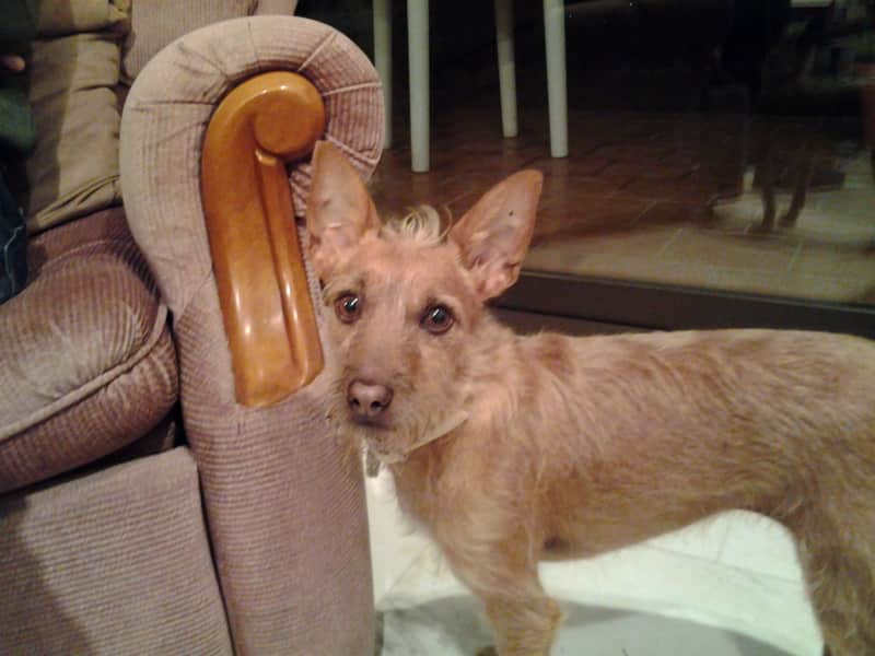 Housesitting assignment in Benalmádena Costa, Spain