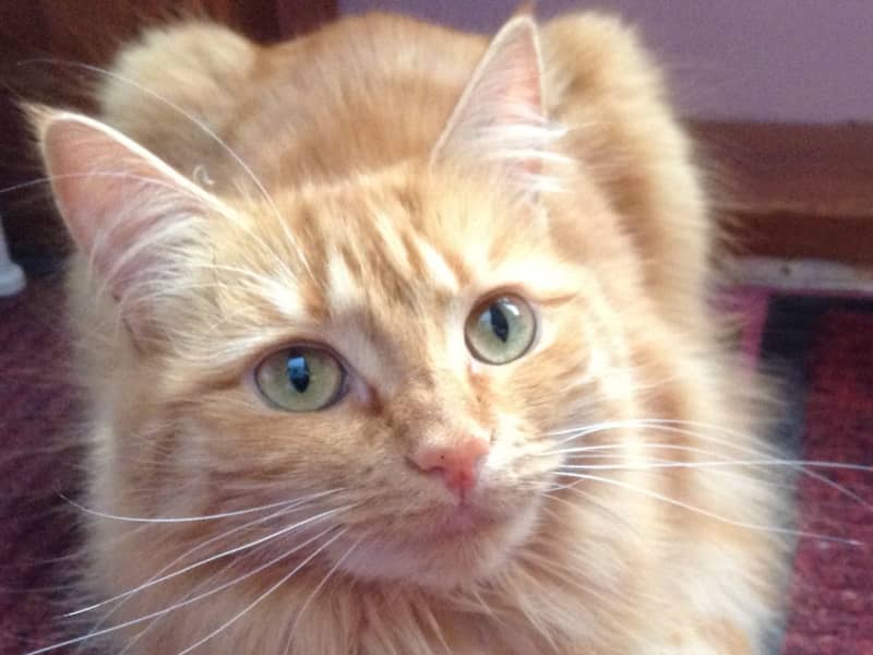 Housesitting assignment in Glenlyon, Victoria, Australia