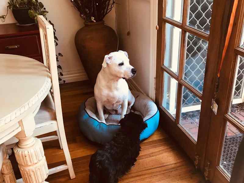 Housesitting assignment in Brunswick, Victoria, Australia