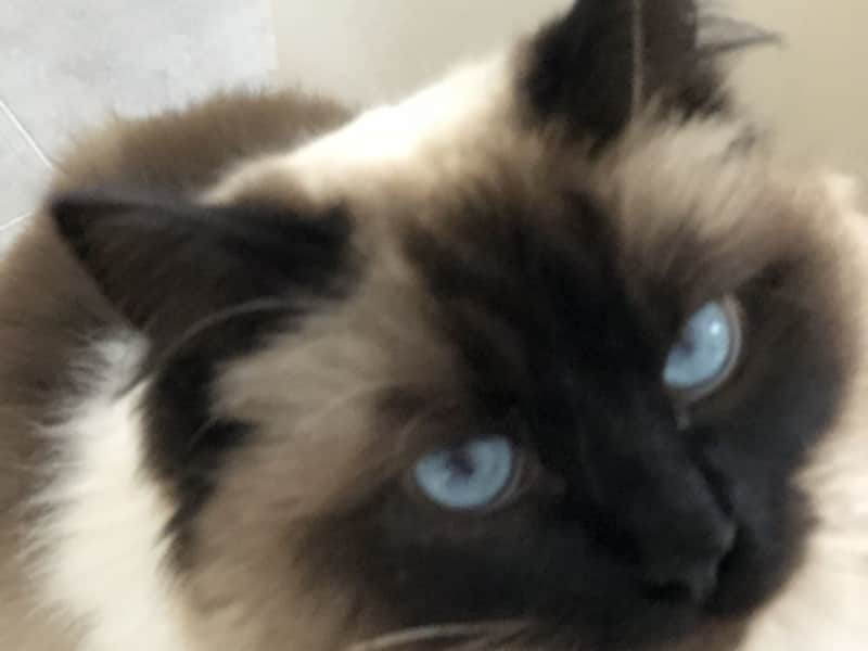 Housesitting assignment in Warragul, Victoria, Australia