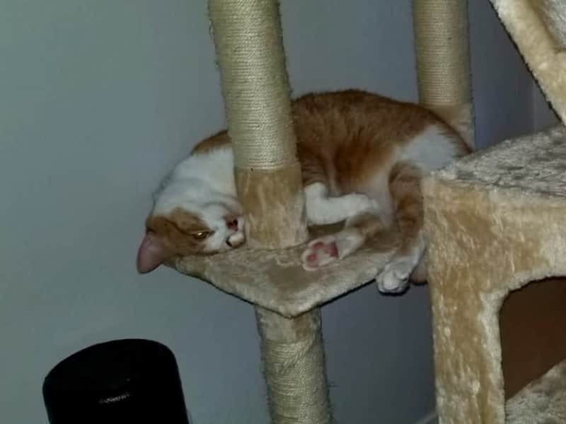Housesitting assignment in Daly City, California, United States