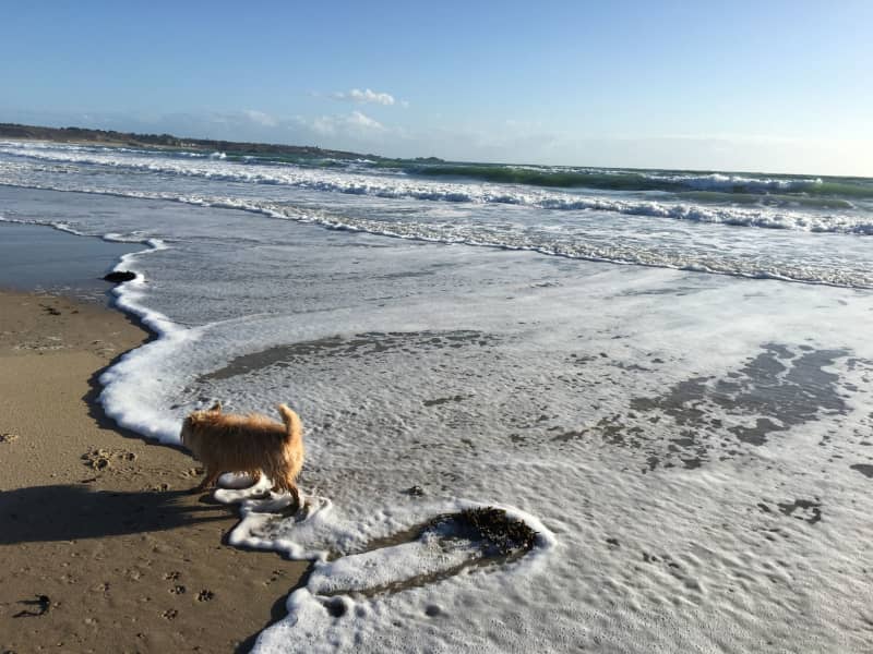 Housesitting assignment in St Lawrence, Jersey
