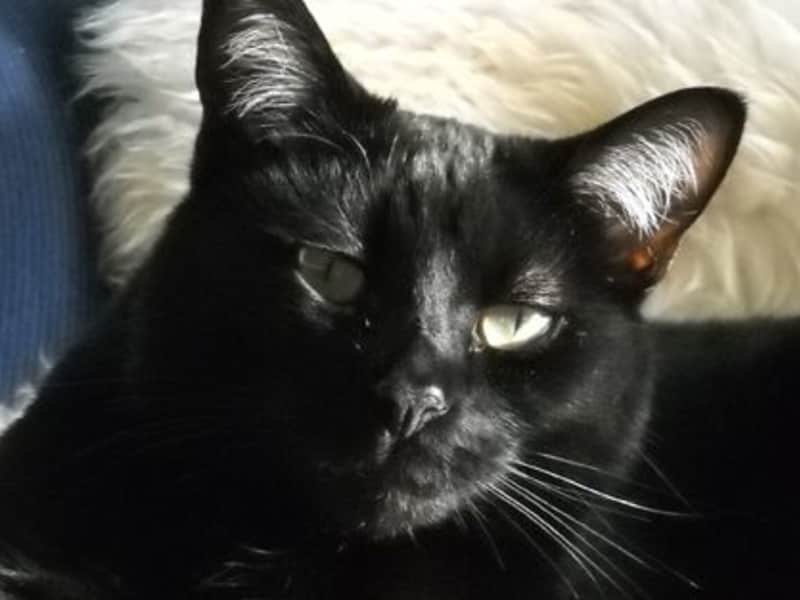 Housesitting assignment in Brighton, United Kingdom