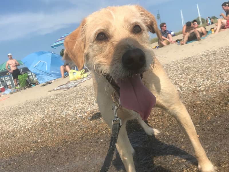Housesitting assignment in Oshawa, Ontario, Canada