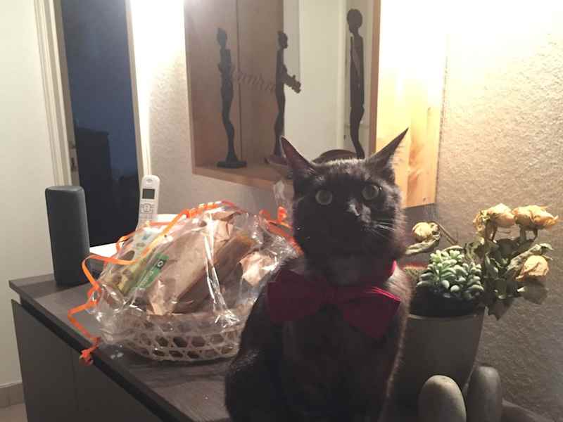 Housesitting assignment in Lyon, France