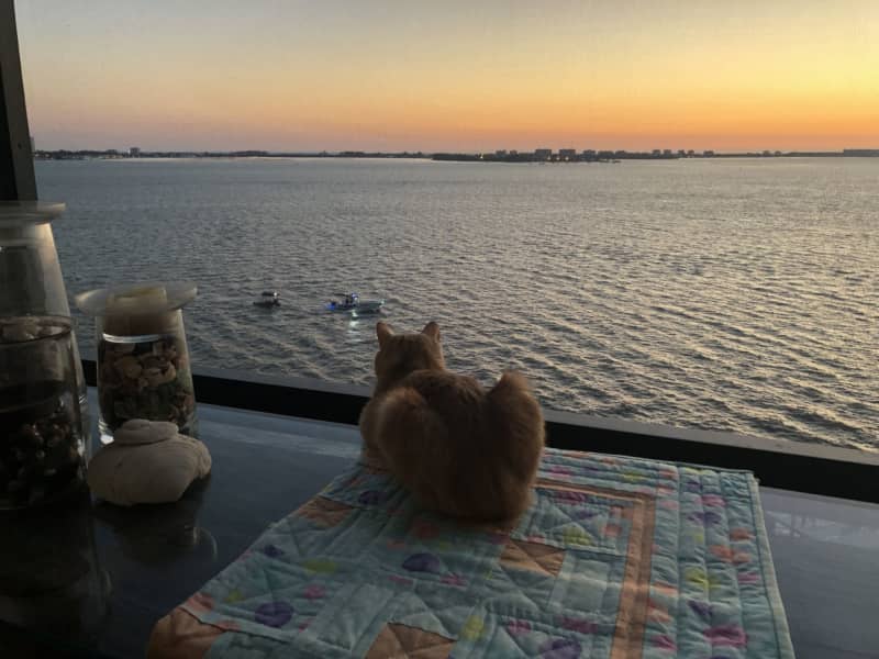 Housesitting assignment in Sarasota, Florida, United States