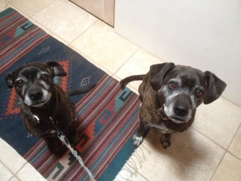 Housesitting assignment in Santa Fe, New Mexico, United States