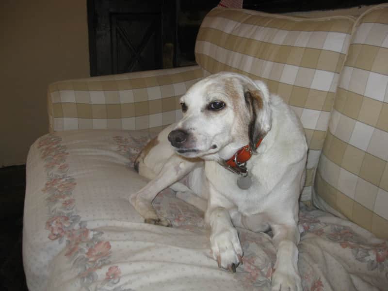 Housesitting assignment in Lamalou-les-Bains, France