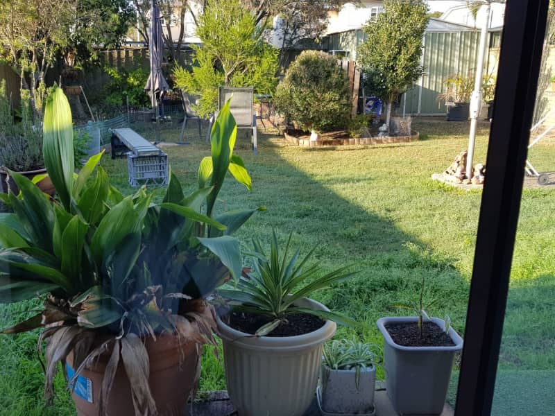 Housesitting assignment in Brisbane, Queensland, Australia