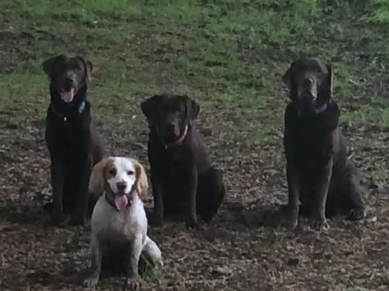 Housesitting assignment in Okehampton, United Kingdom