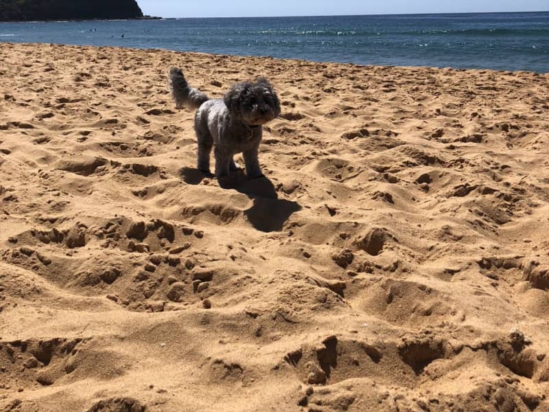 Housesitting assignment in Terrigal, New South Wales, Australia
