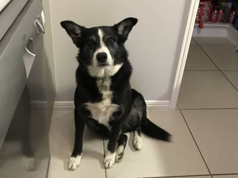 Housesitting assignment in Ormeau Hills, Queensland, Australia