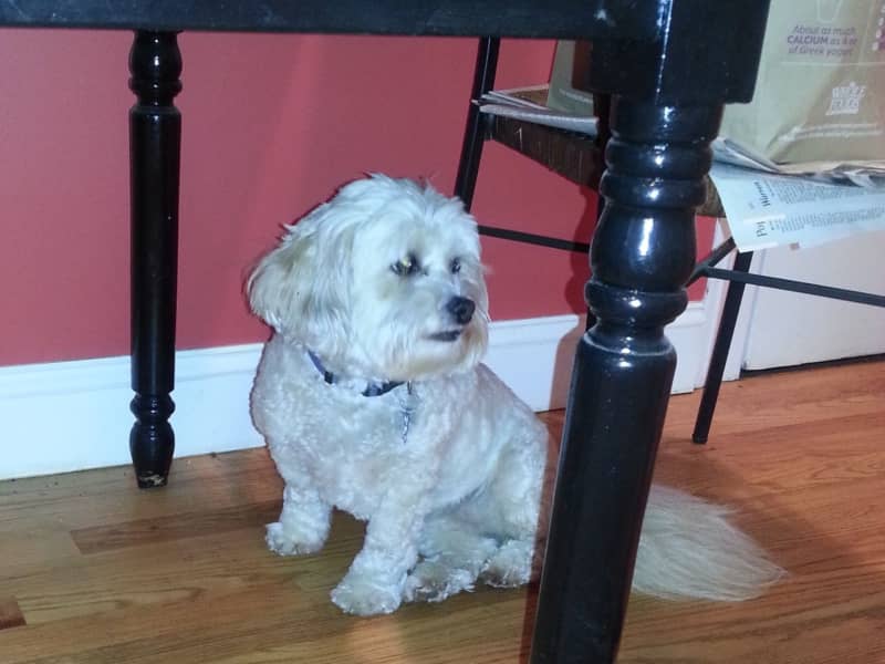 Housesitting assignment in Providence, Rhode Island, United States