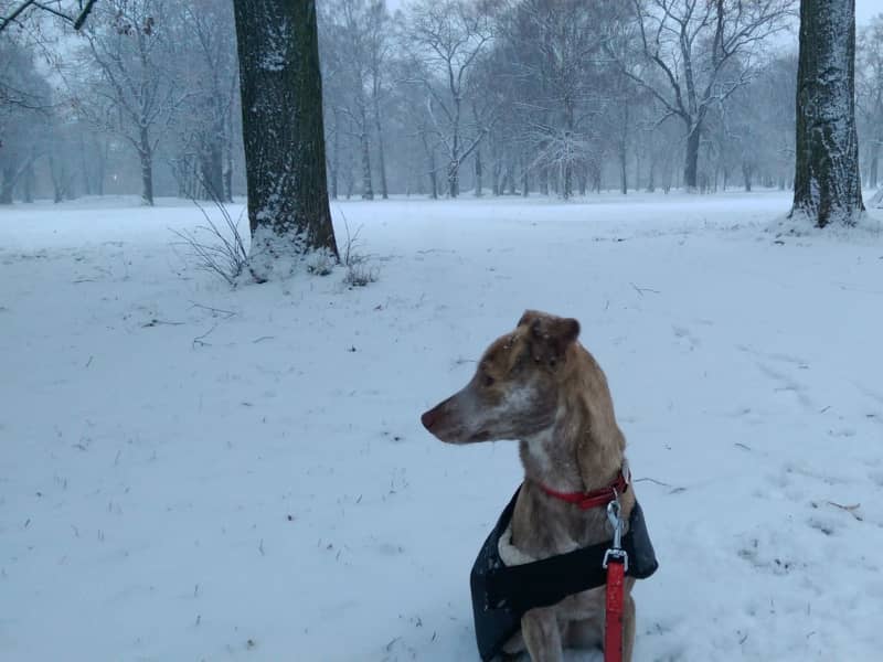 Housesitting assignment in Leipzig, Germany