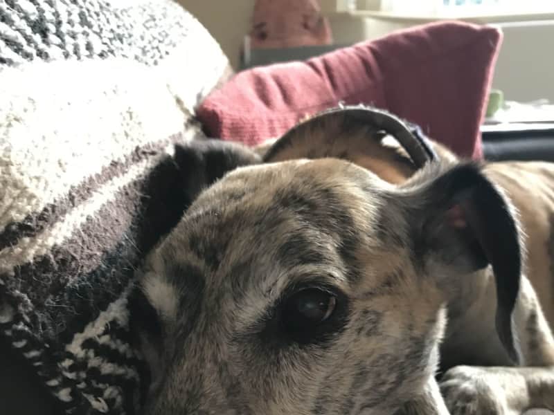 Housesitting assignment in Worksop, United Kingdom