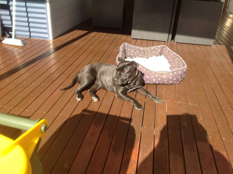 Housesitting assignment in Berkeley Vale, New South Wales, Australia