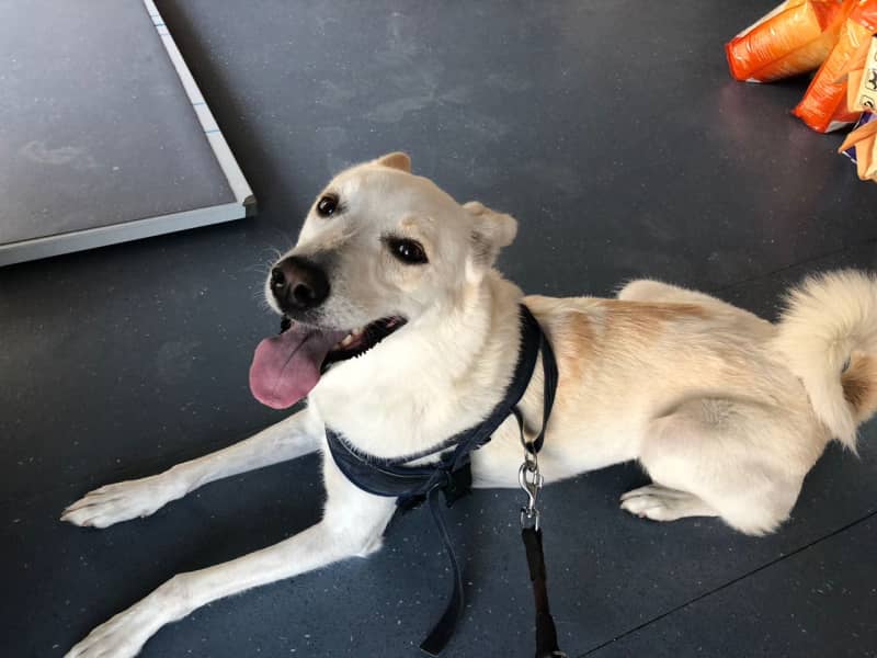 Housesitting assignment in Larnaca, Cyprus