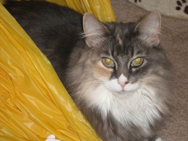Housesitting assignment in New Westminster, British Columbia, Canada
