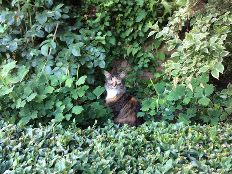 Housesitting assignment in Windsor, United Kingdom