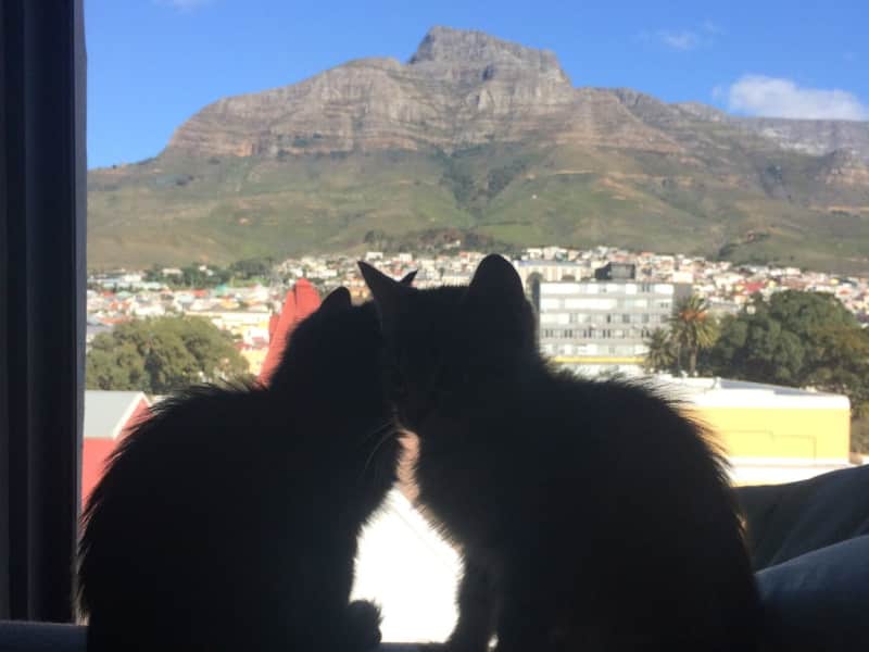 Housesitting assignment in Cape Town, South Africa