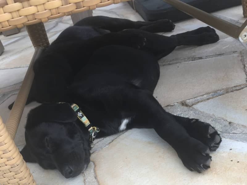 Housesitting assignment in Grasse, France